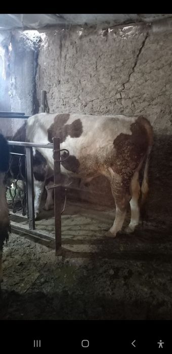 Buqa sotiladi yeb ichishi zor 9 aprelda 2 yosh boladi