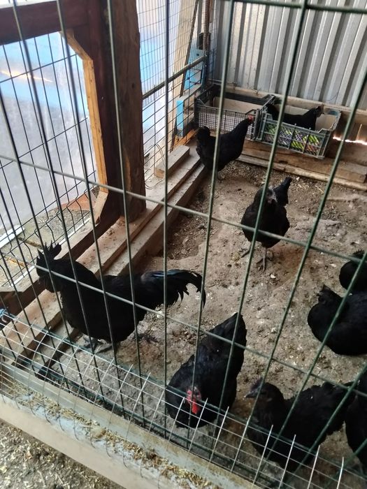 Uhayu tovuqlari sotiladi