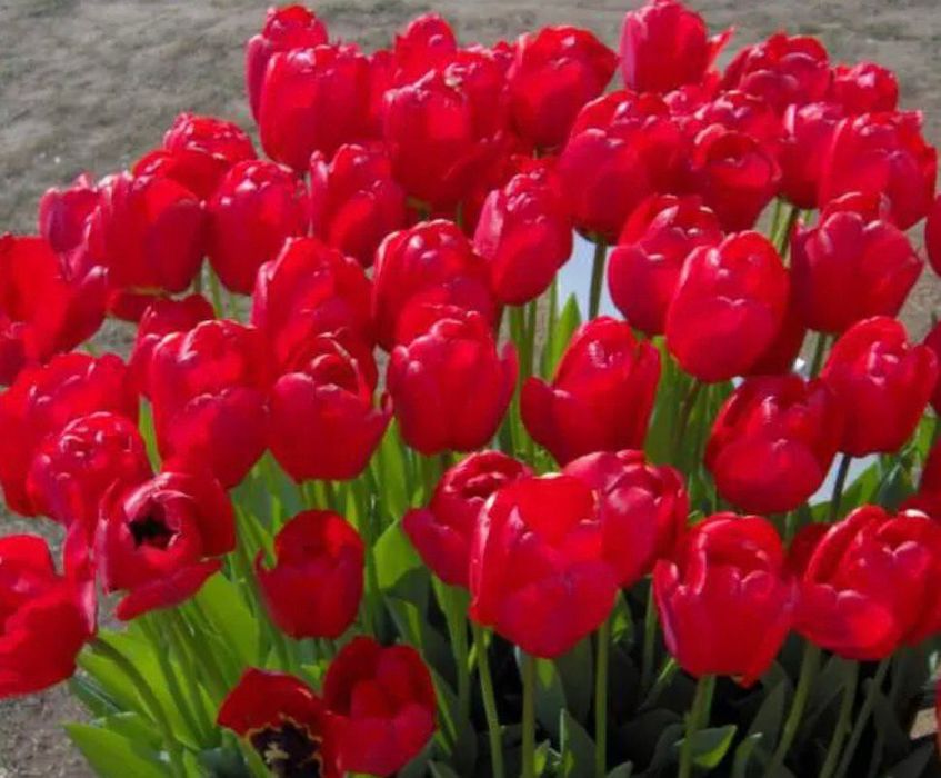 Живые тюльпаны для ваших любимых!