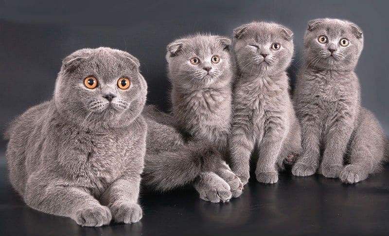 Вислоухие котята шотландские