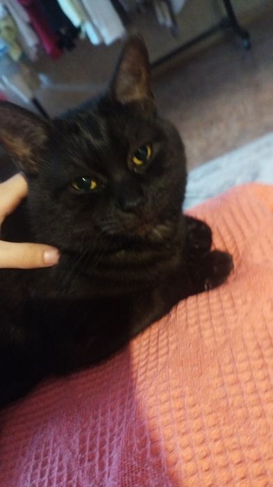 отдадим кота,черного