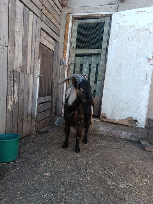 Продам козла альпийского.