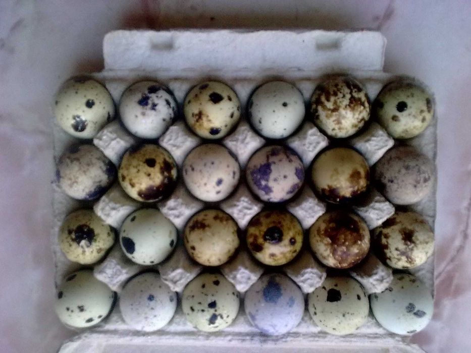 Oua proaspete Gaina,Prepelita.