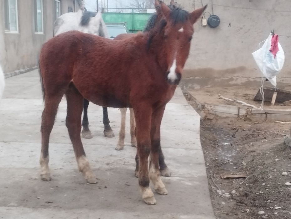 Жабағы сатылады еркек