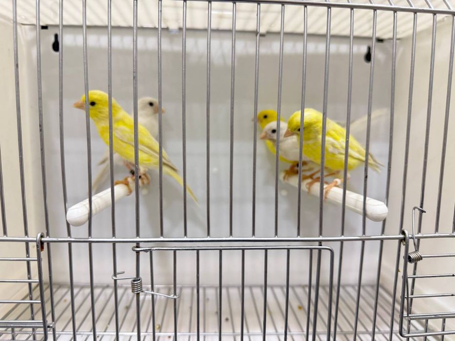 Kanareykalar sotiladi nar moda aralash