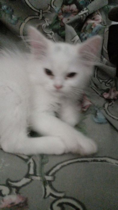 Котёнок за 500000 прошу