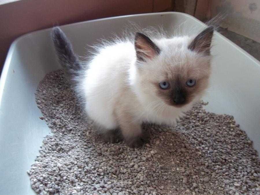 Невска маскарадна котка Neva Masquerade