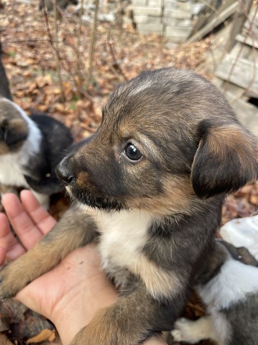 Отдам щенков в добрые руки