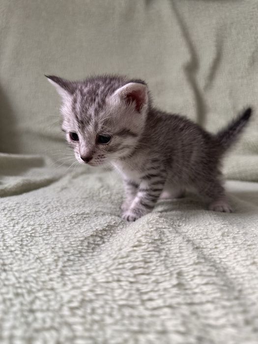 Отдам котят. Мальчики.