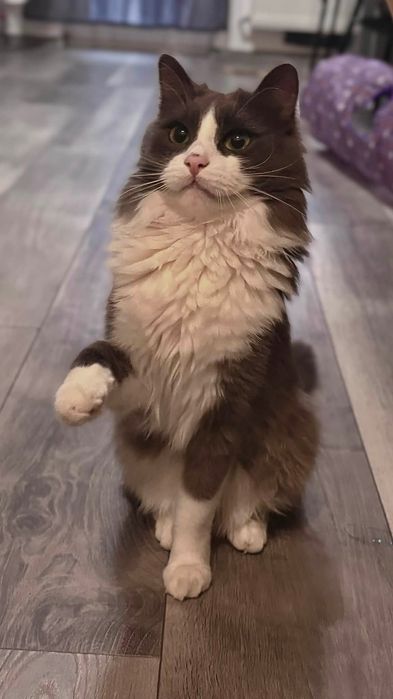 Ofer spre adoptie pisica (motan) in județul Cluj