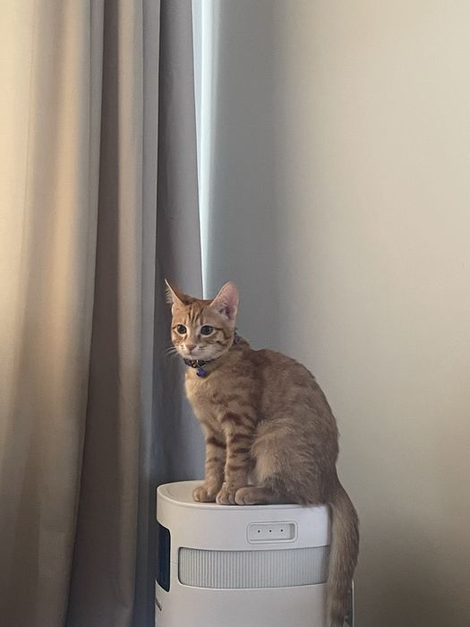 котенок домашнийй 7 месяцев