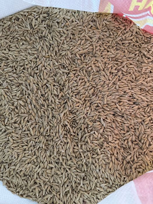 Арпа ұрық ячмень семена