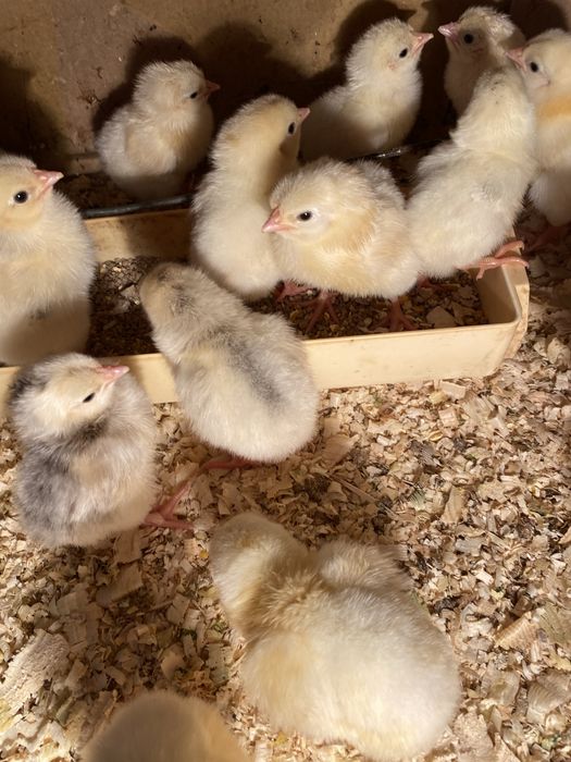 Цыплята Адлер серебристый.