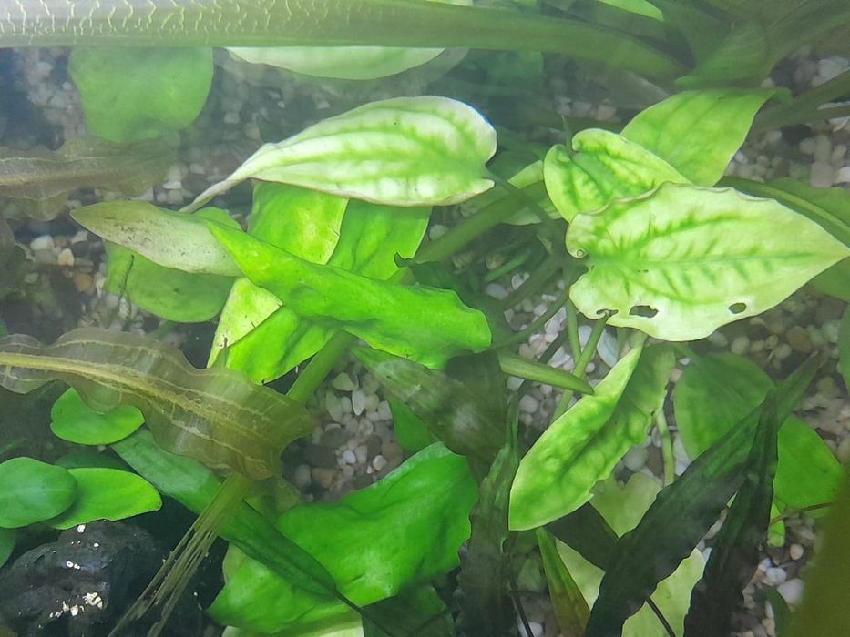 Аквариумные растения
