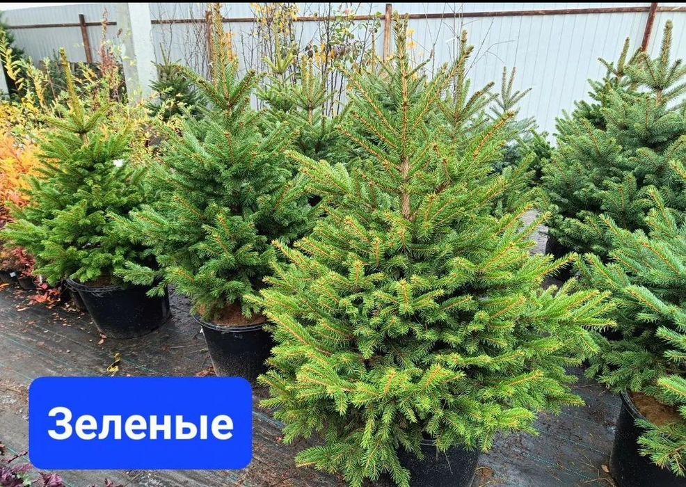 Хвойный растение