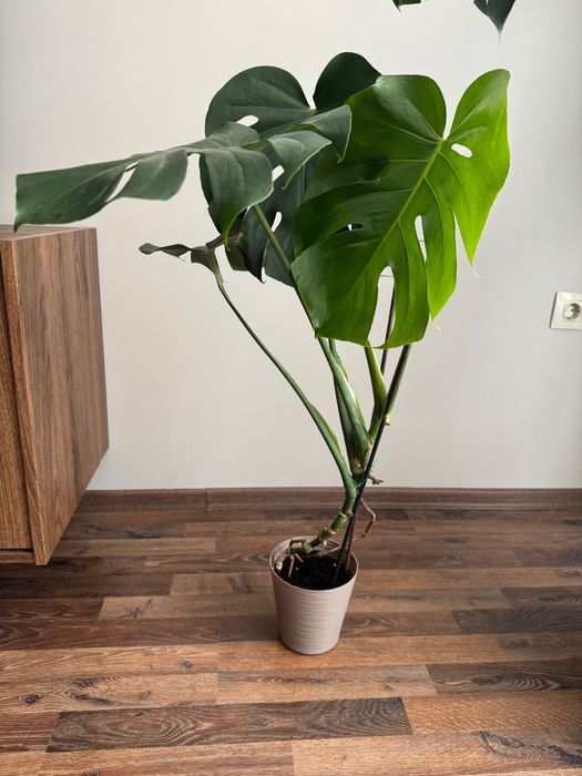 Растение Монстера (monstera deliciosa)