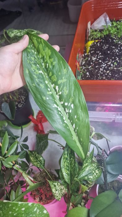 Диффенбахия "Шкура Дракона "