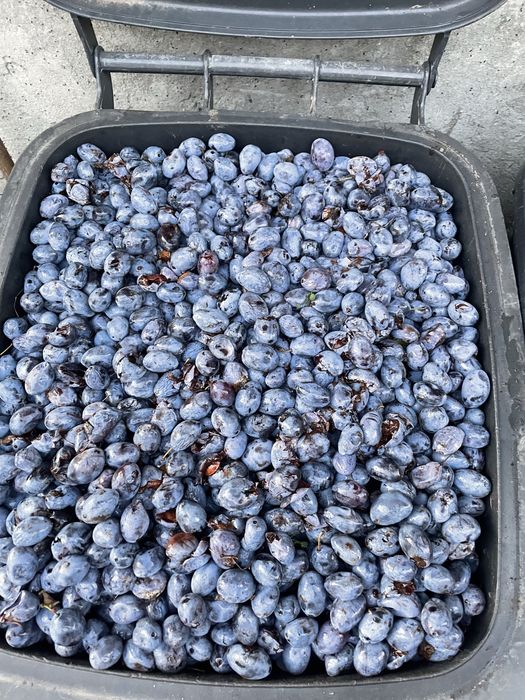 Vând  prune  bistrițene  pentru țuica