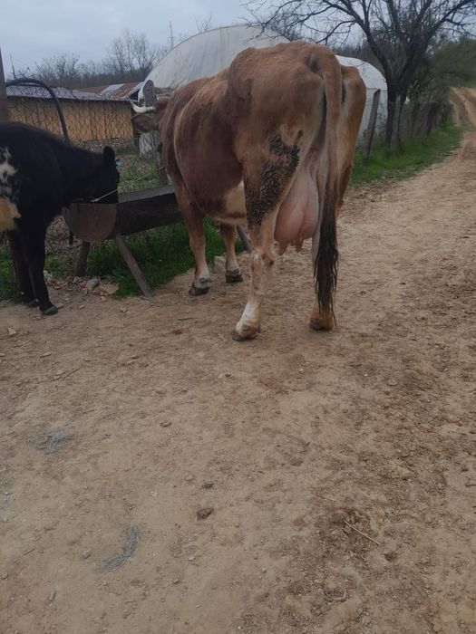 Vand vaca baltata