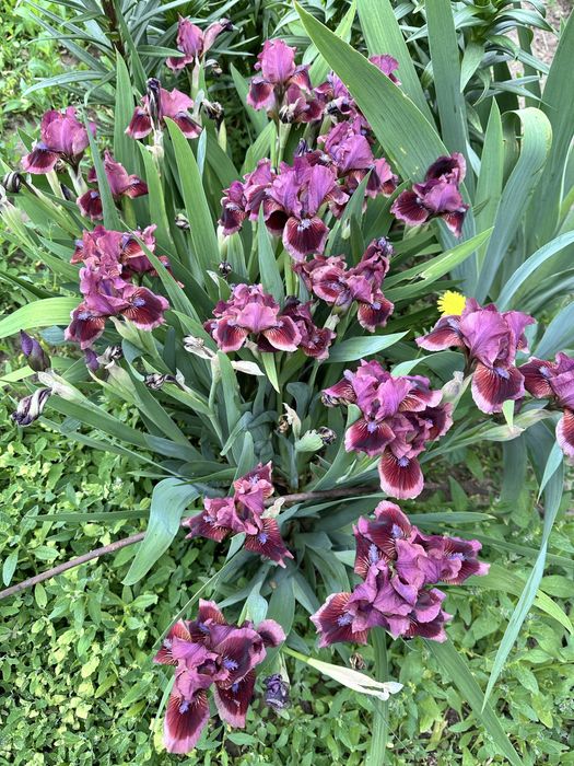 Уникальный карликовый Ирис