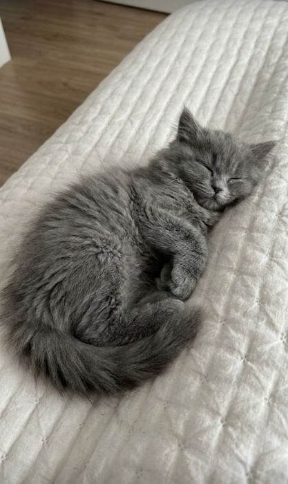 Котенок мальчик 3 месяца