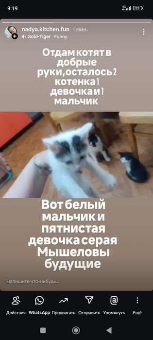 Отдам котят в добрые руки