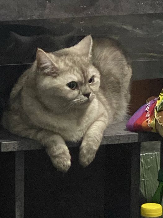 Срочно отдам кошечку в добрые руки