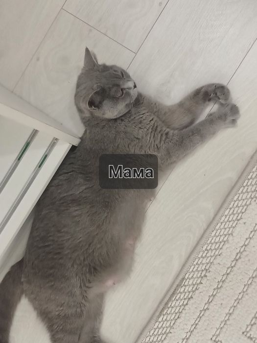 Продаётся котята чистокровные шотландские фолд и страйт мушукчалар сот