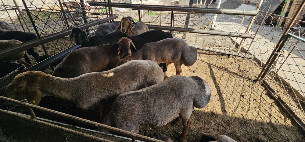 Кучкорлар Сотилади