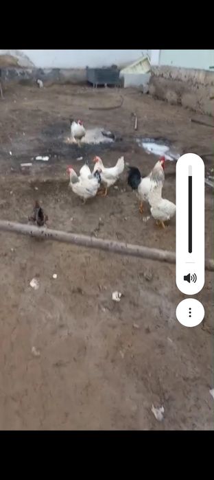 Адлер тауық қораздардің