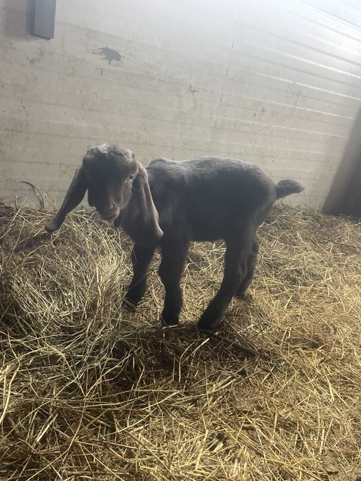 Tapisori anglo nubian