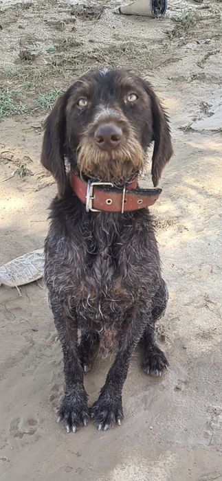 Пропала собака. дратхаар