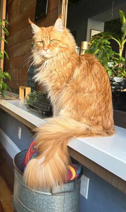 Pui maine coon rasa pura pedigree