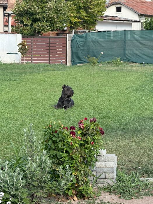 Кане Корсо Сивии