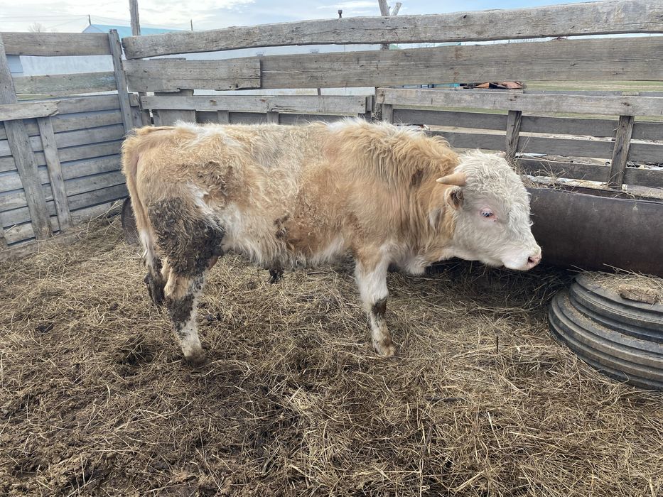 Потсос бука сатылады