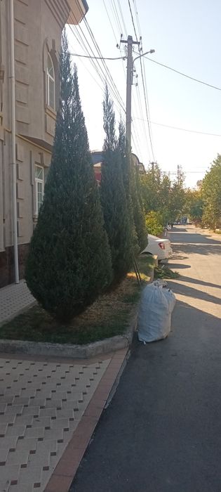 Арча кесиш ва дорилаш хизмати