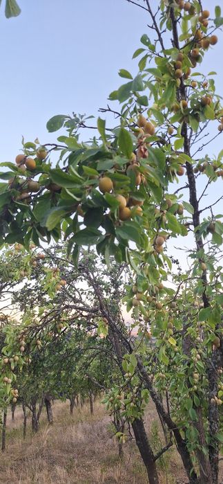 Prune de tuica de vanzare