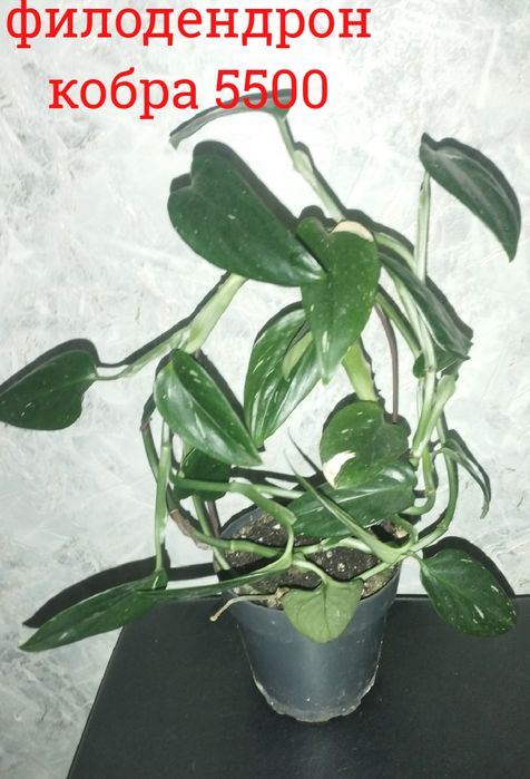 Цветы.  домашние