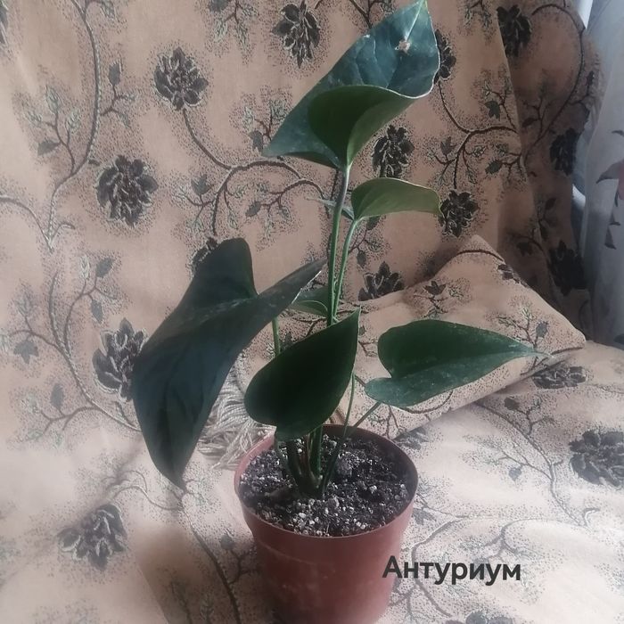 Продам комнатные цветы.