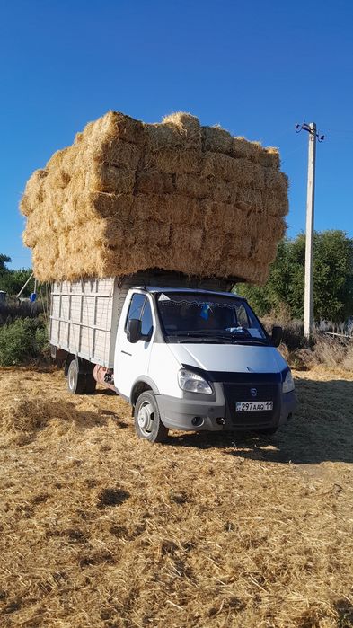 Сабан бар бауы жақсы бағасы 350тг
