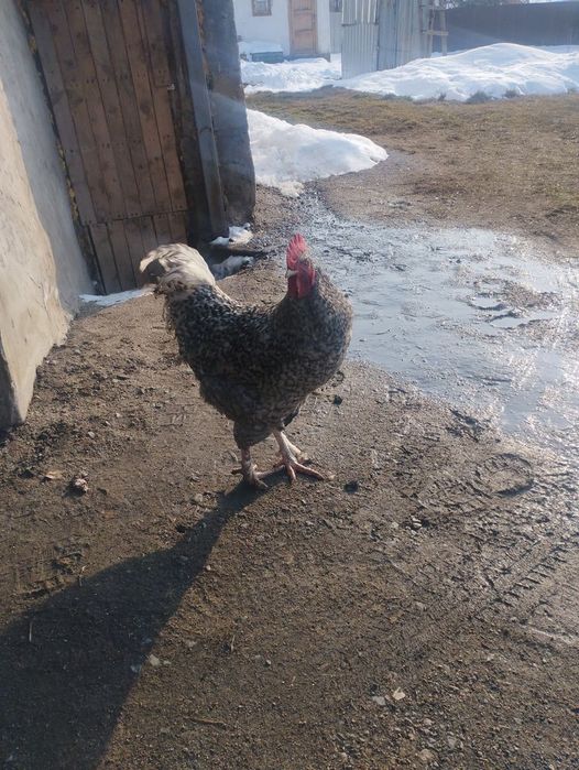 Продам петух или обмен 2кур