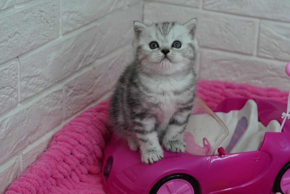 Шотландские котята