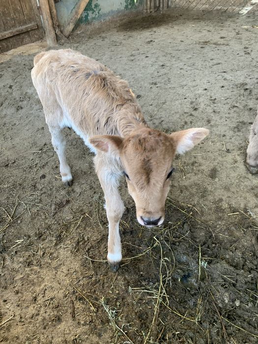 Продам телочку хорошей породы