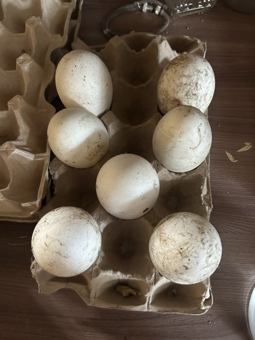 Продам яйцо гусиное
