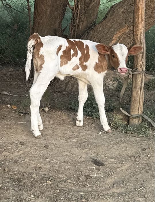 Симментал порода