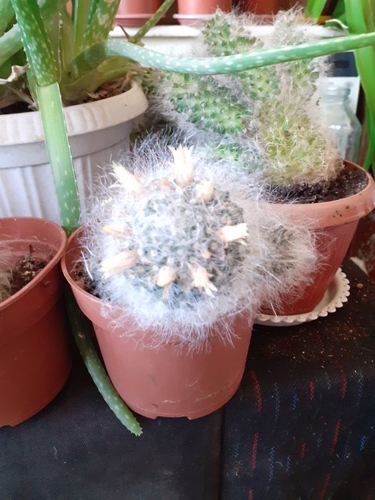 Продам комнатный кактус!!!