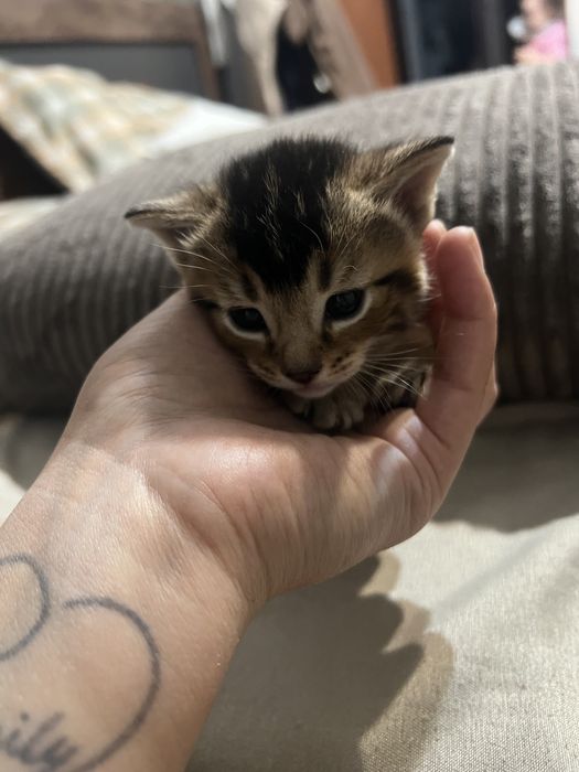 Котята редкой породы Чаузи