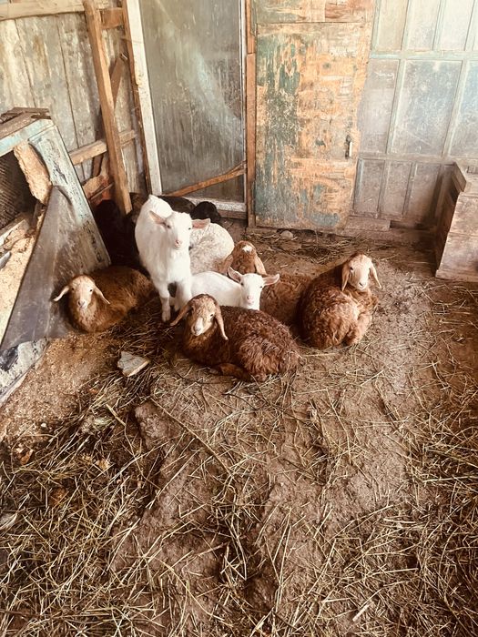 ягнята в части города