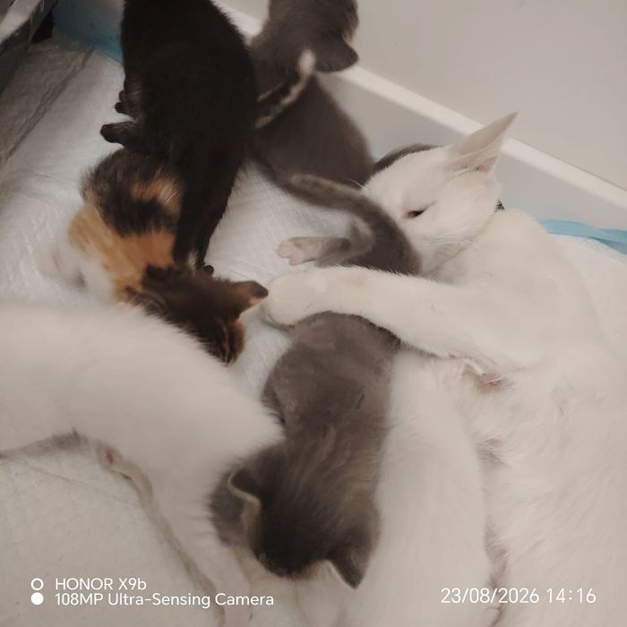 Котята      Марғау