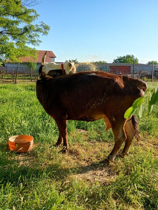 Vaca de vânzare .